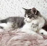 ノルウェージャンフォレストキャット【兵庫県・男の子・2025年4月19日・ブルーマッカレルタビー&ホワイト】の写真3「ダンディー🍷🎩✨」