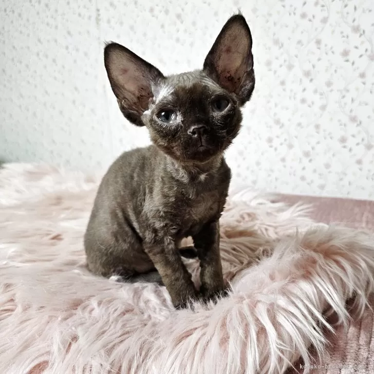 S.Y 様のお迎えした子猫