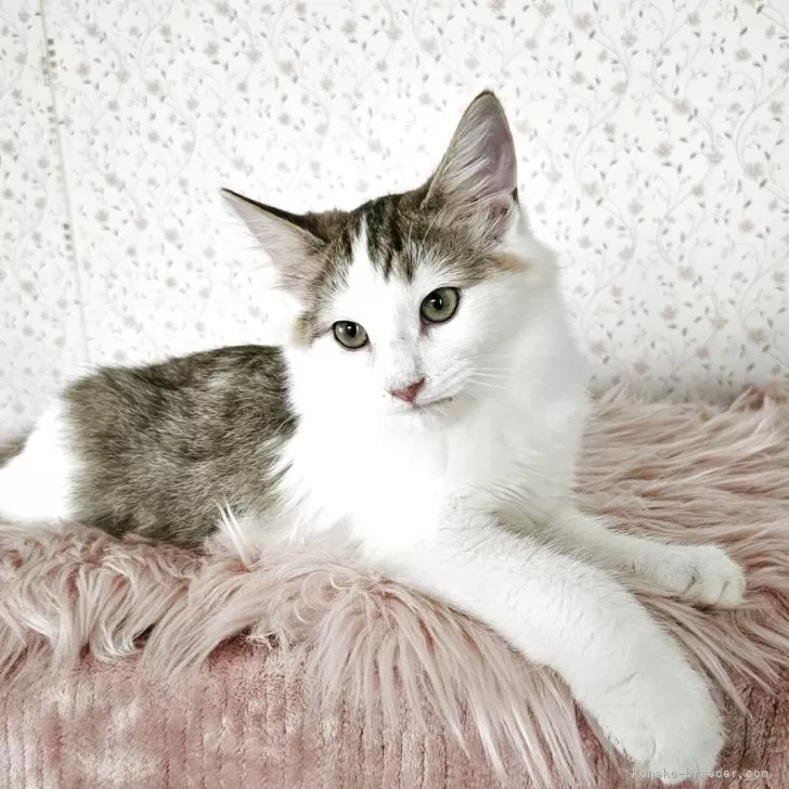 T.Y 様のお迎えした子猫