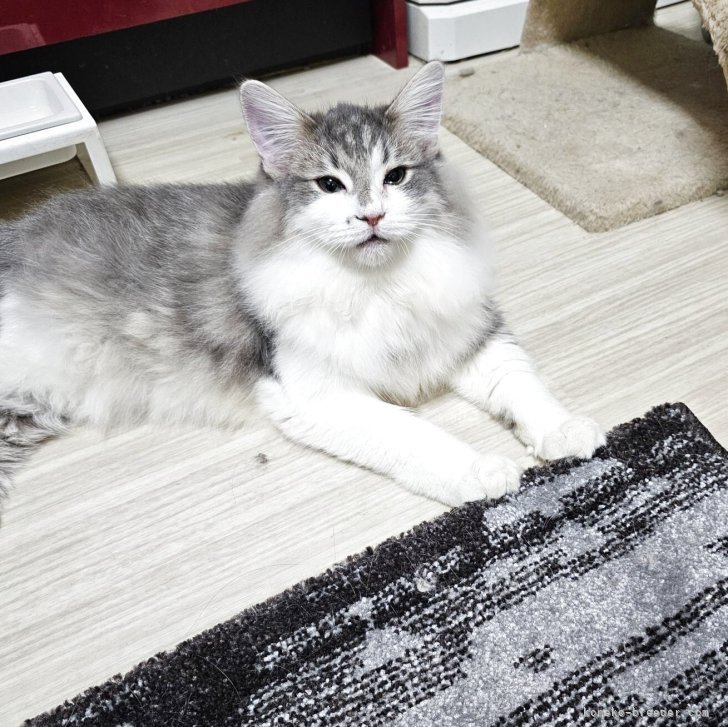 ブリーダー画像