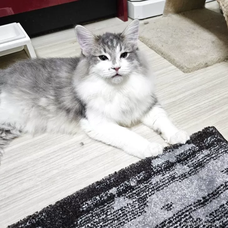 ノルウェージャンフォレストキャット【兵庫県・男の子・2025年4月19日・ブルーマッカレルタビー&amp;ホワイト】の写真1「普通にカッコ良い💖」