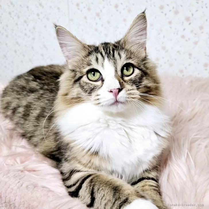 ID：2410-03421の子猫