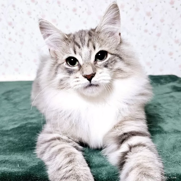 ID：2411-02667の子猫