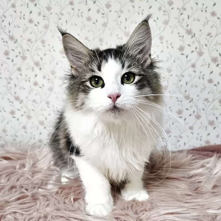 ノルウェージャンフォレストキャット【兵庫県・女の子・2025年4月9日・ブラックマッカレルタビー&amp;ホワイト】の写真1「目鼻立ちがしっかりして成長が楽しみなガール」