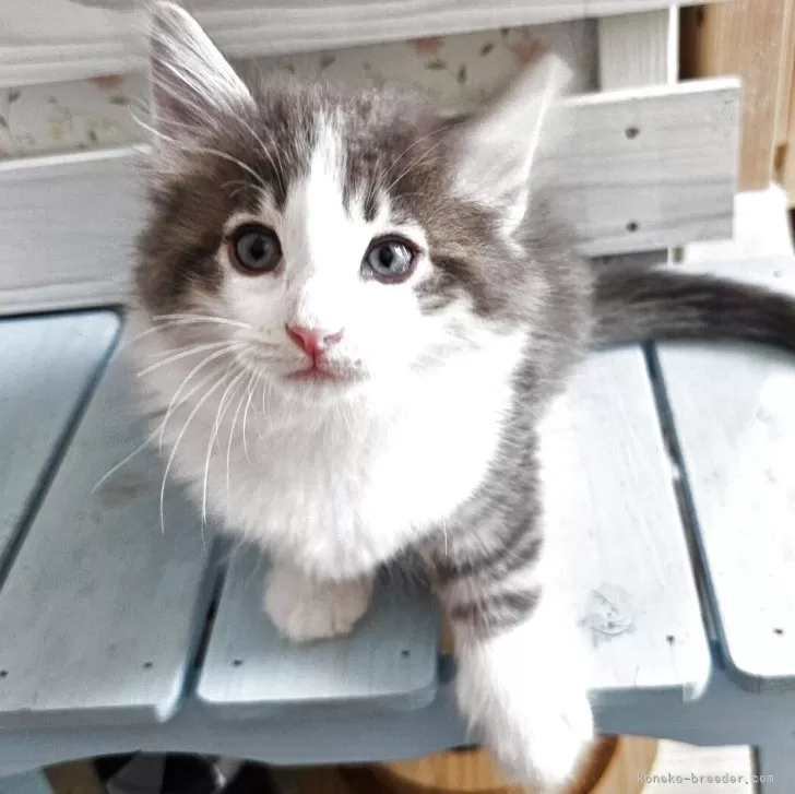 ID：2505-01256の子猫