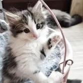 ノルウェージャンフォレストキャット