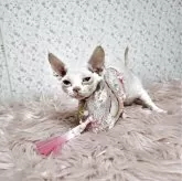 デボンレックス