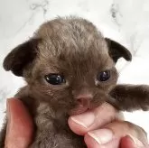 デボンレックス