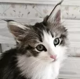 ノルウェージャンフォレストキャット