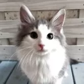 ノルウェージャンフォレストキャット