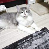 ノルウェージャンフォレストキャット