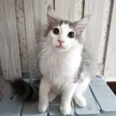 ノルウェージャンフォレストキャット