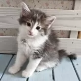 ノルウェージャンフォレストキャット