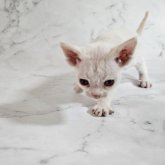 デボンレックス