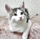 ノルウェージャンフォレストキャット