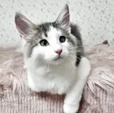 ノルウェージャンフォレストキャット