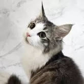 ノルウェージャンフォレストキャット
