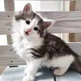 ノルウェージャンフォレストキャット