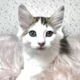 ノルウェージャンフォレストキャット