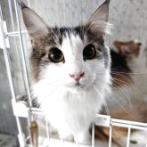 ノルウェージャンフォレストキャット