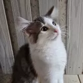 ノルウェージャンフォレストキャット