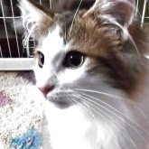 ノルウェージャンフォレストキャット