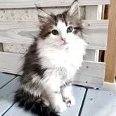 ノルウェージャンフォレストキャット