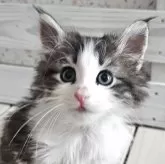 ノルウェージャンフォレストキャット