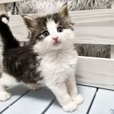 ノルウェージャンフォレストキャット