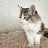 ノルウェージャンフォレストキャット