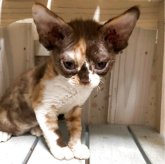 デボンレックス