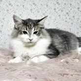 ノルウェージャンフォレストキャット