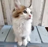 ノルウェージャンフォレストキャット