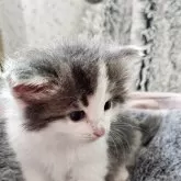 ノルウェージャンフォレストキャット