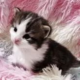 ノルウェージャンフォレストキャット