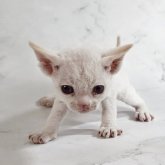 デボンレックス
