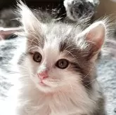 ノルウェージャンフォレストキャット