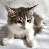 ノルウェージャンフォレストキャット【兵庫県・男の子・2025年4月19日・ブルーマッカレルタビー&ホワイト】の写真4「シャンプーしてふわふわ」