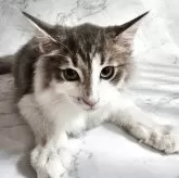 ノルウェージャンフォレストキャット【兵庫県・男の子・2025年4月19日・ブルーマッカレルタビー&ホワイト】の写真5「おいしいものは両手で確保。パワーをもらえる子です」