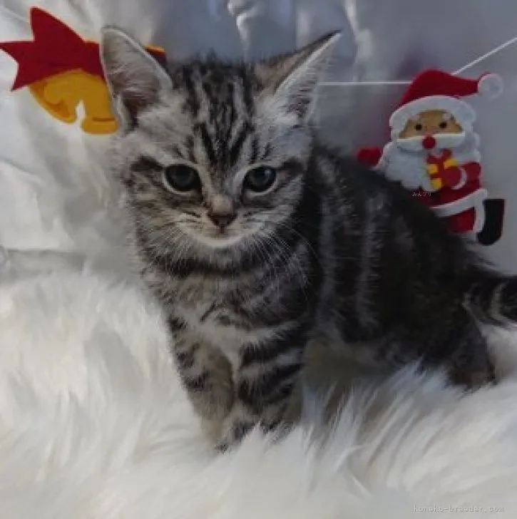 ID：2311-02185の子猫