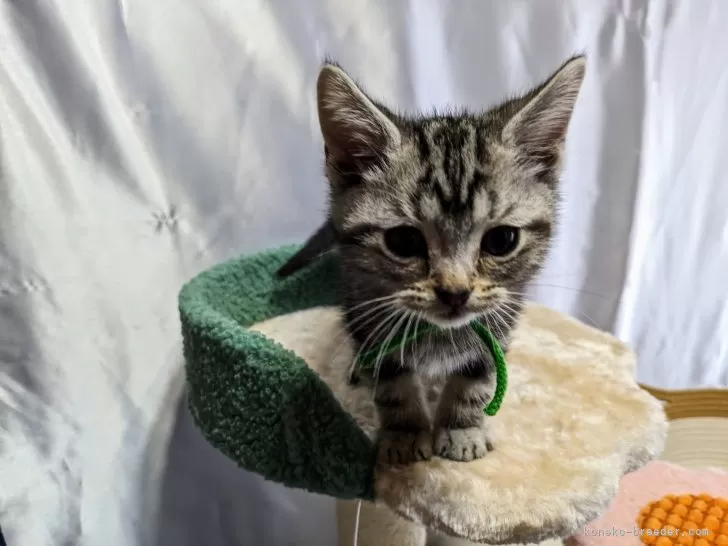 ID：2404-02711の子猫