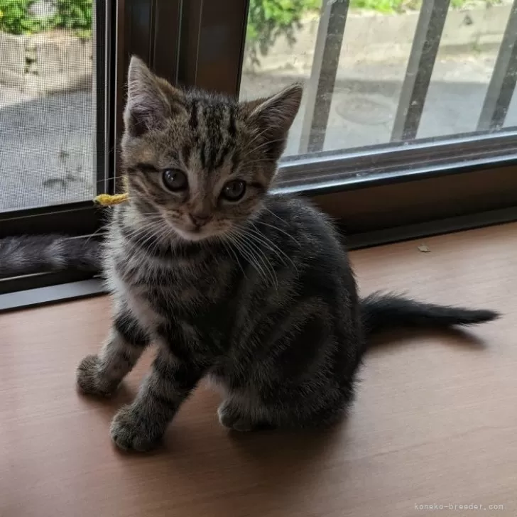 ID：2404-02713の子猫