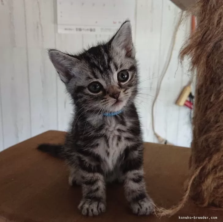 ID：2404-02710の子猫