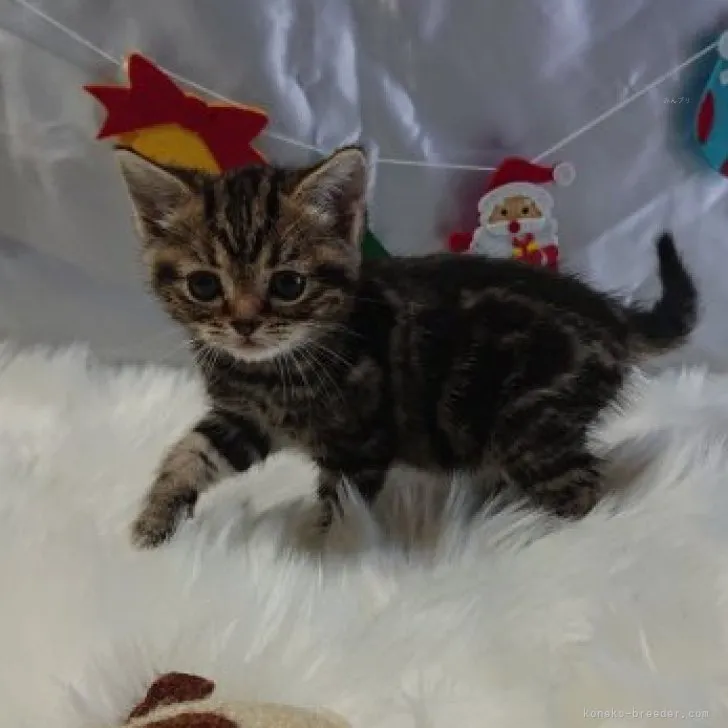 ID:2311-02198の子猫