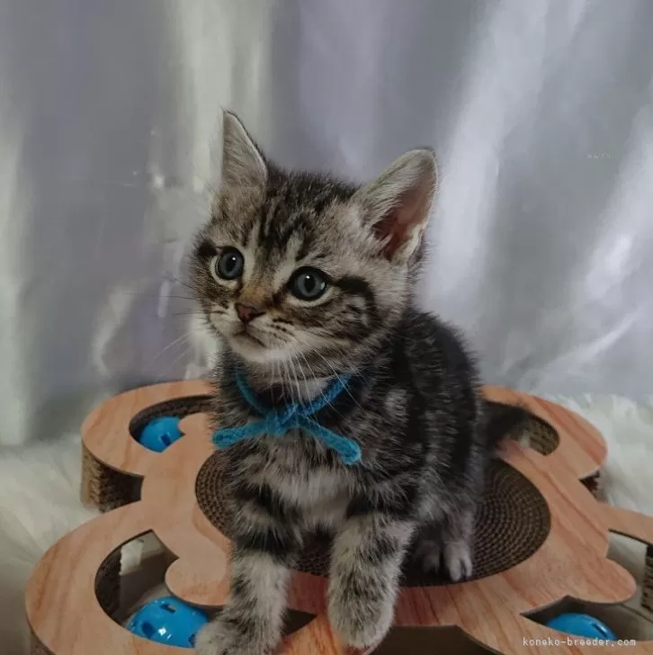 ID：2402-02255の子猫