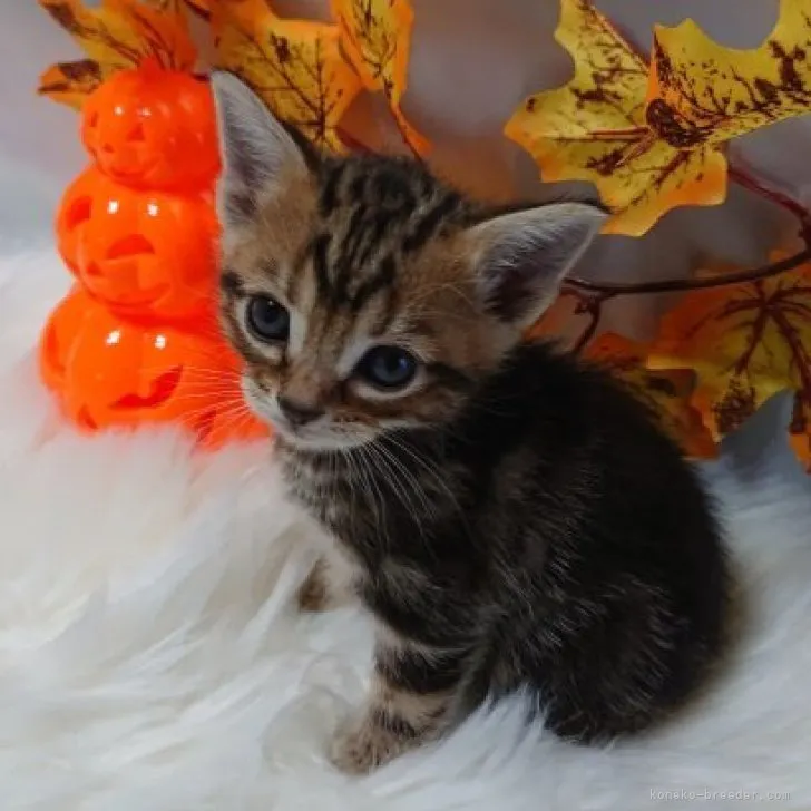 N.S 様のお迎えした子猫