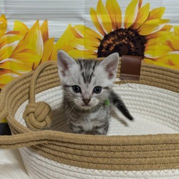 アメリカンショートヘア【三重県・男の子・2024年8月2日・シルバータビー】の写真「小顔でしっかりとした顔立ちの男の子❗️」