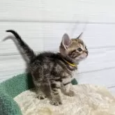 アメリカンショートヘア【三重県・女の子・2024年8月2日・ブラウンタビー】の写真4