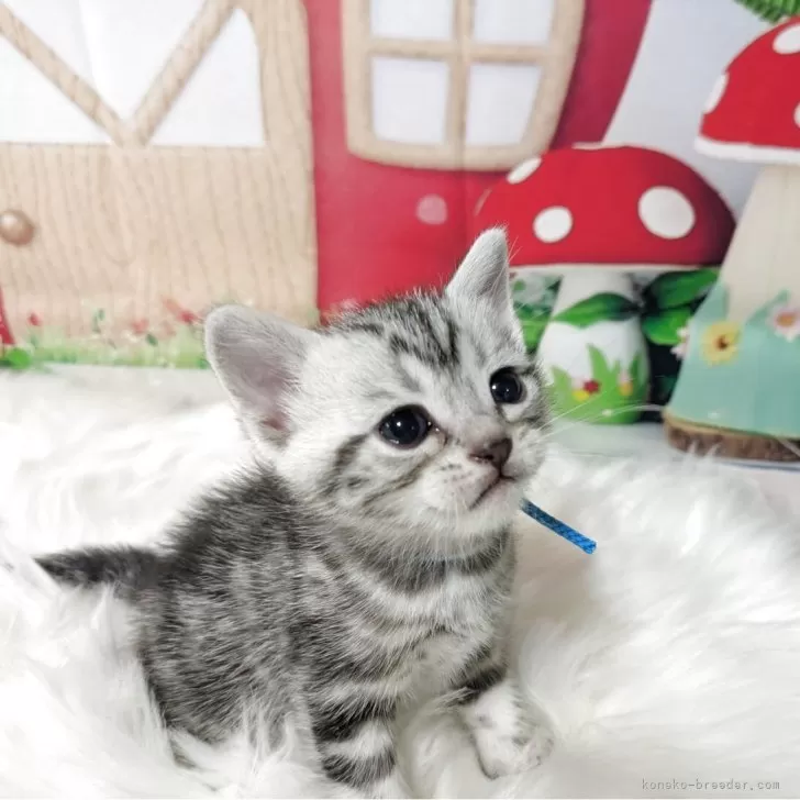 juewa 様のお迎えした子猫