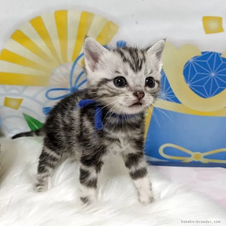 K.K 様のお迎えした子猫